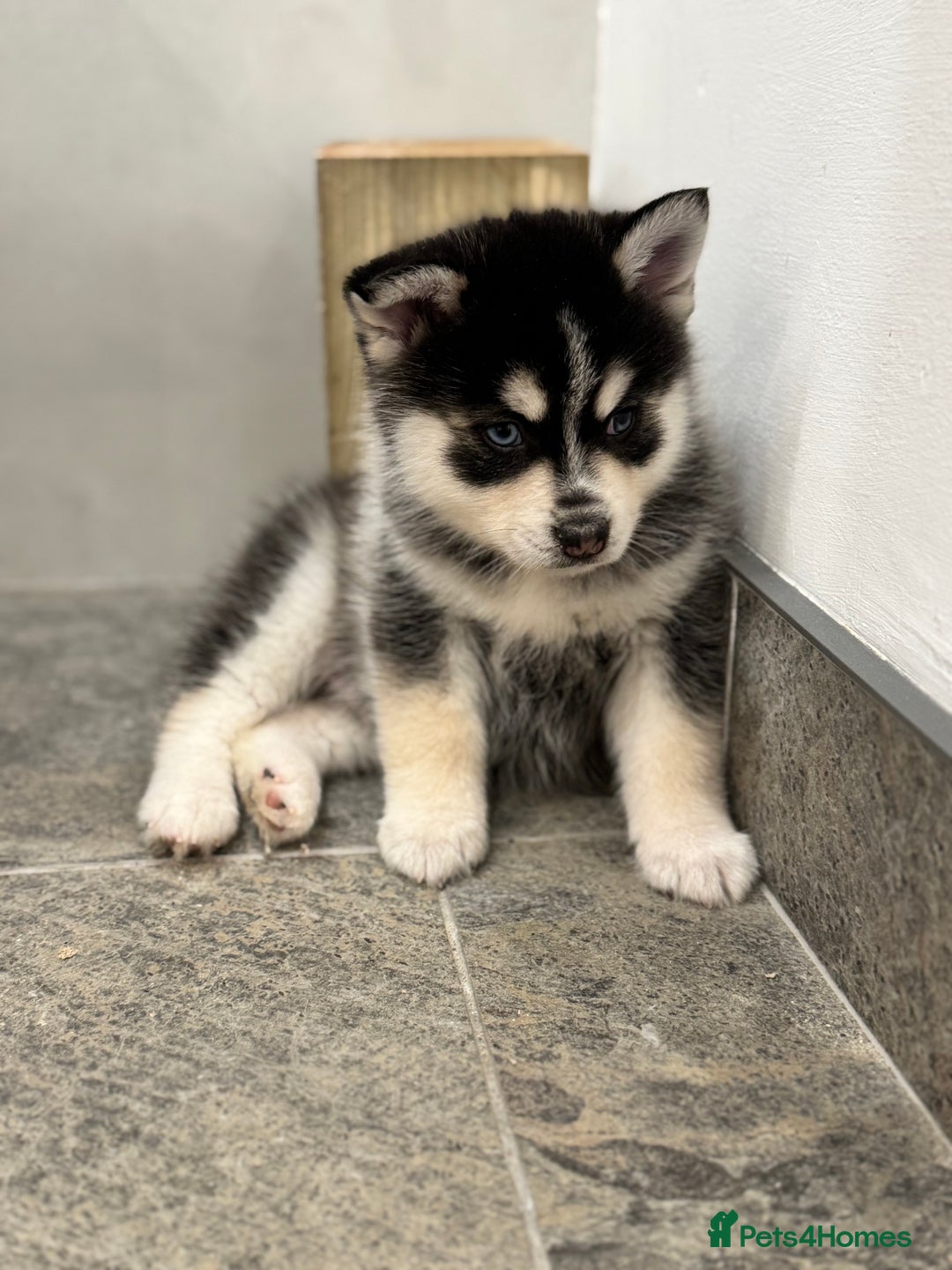 Pomsky dogs for sale: Lilac sired F2 masked Pomsky blue eyes  - Advert 17