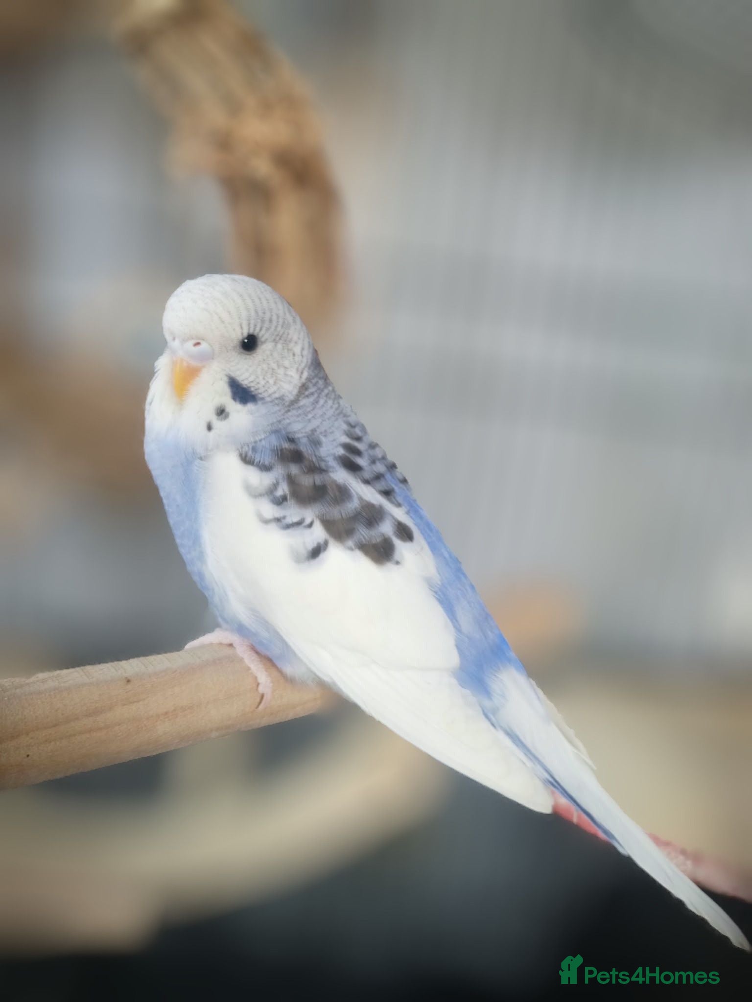 Budgerigars birds Outstanding pet baby budgies priced from £25 - Advert 1