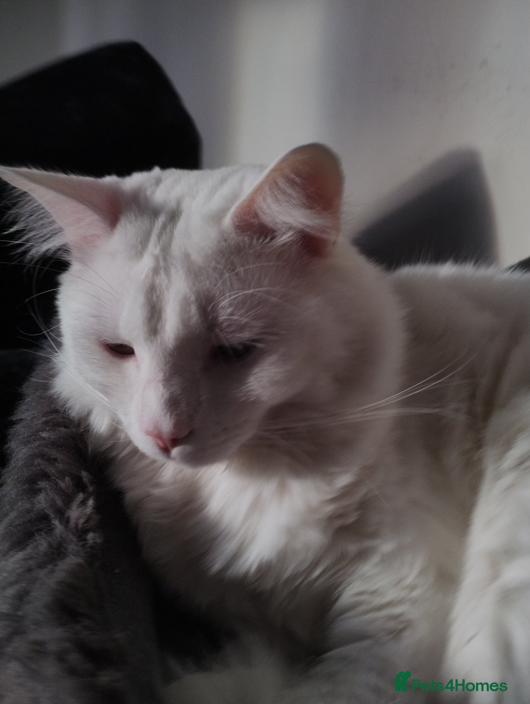 Turkish Angora cats for sale: 1 WHITE TURKISH ANGORA BOY - Advert 4