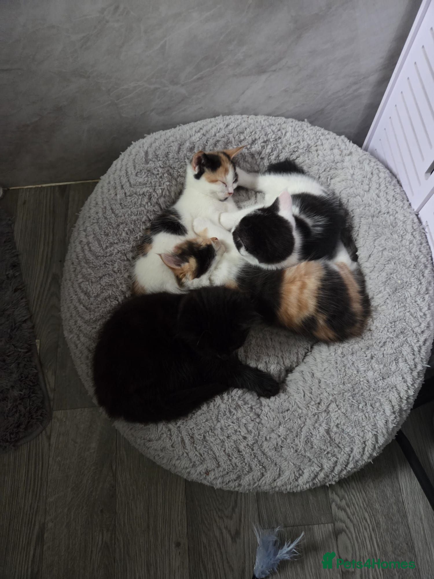 Mixed Breed cats Beautiful litter of 4 mixed sex - Advert 4