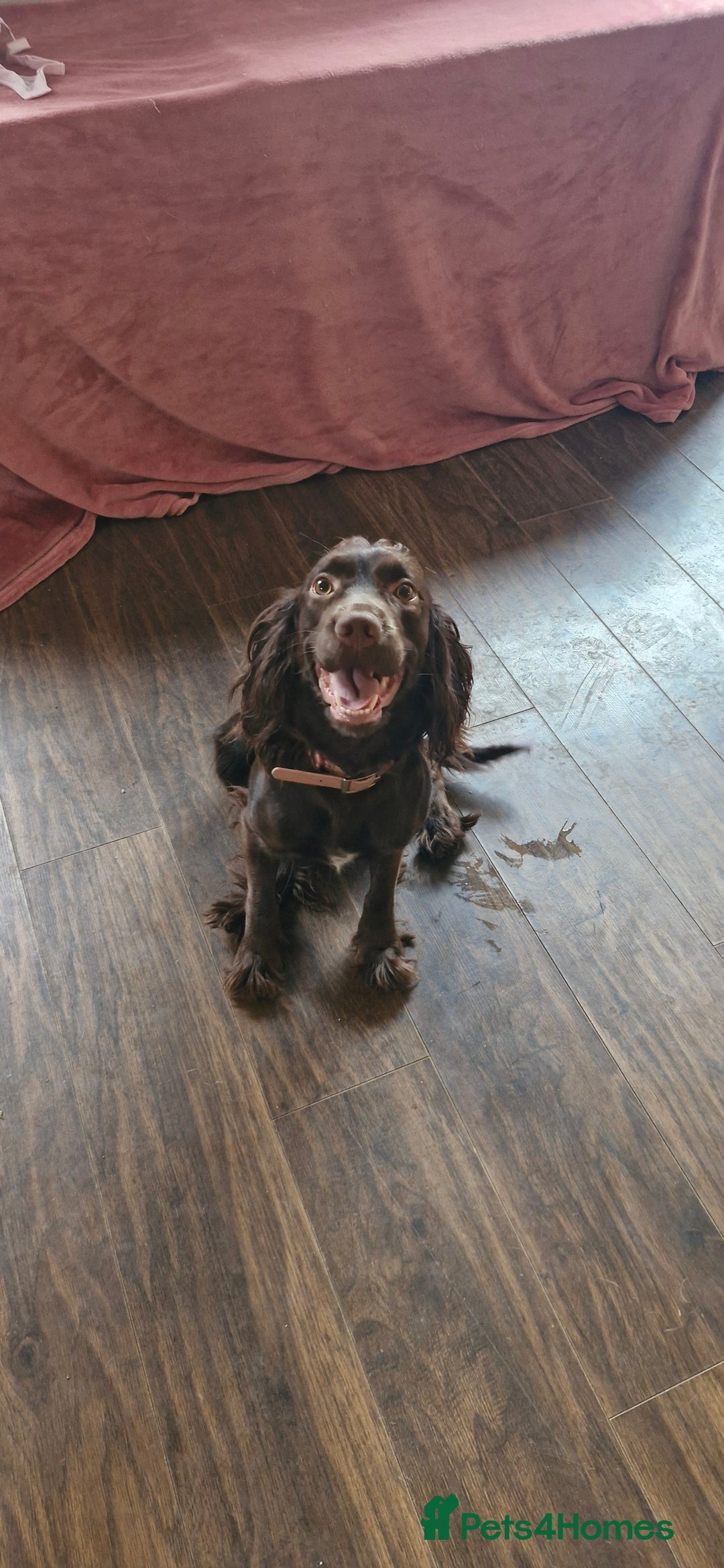 English Springer Spaniel dogs for sale: SAD REHOMING - Image 1