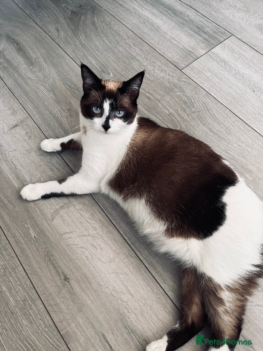 Mixed Breed cats for sale: Beautiful cross breed ragdoll/domestic cat - Image 2
