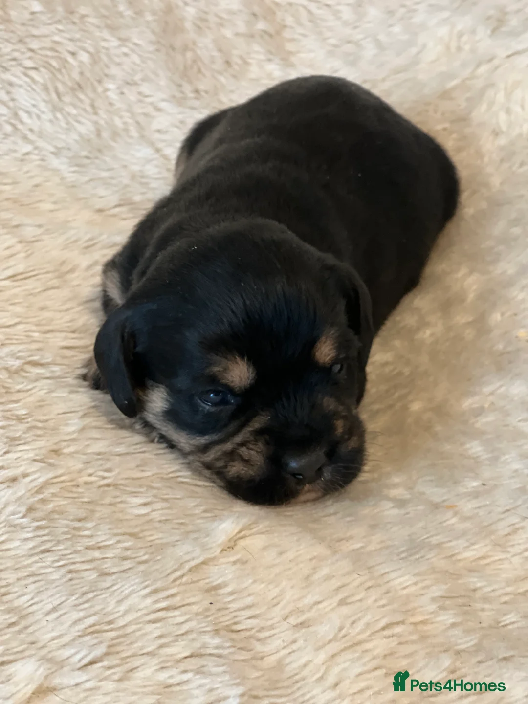 Mixed Breed dogs for sale: SCHNAVALIER PUPPIES  - Advert 5
