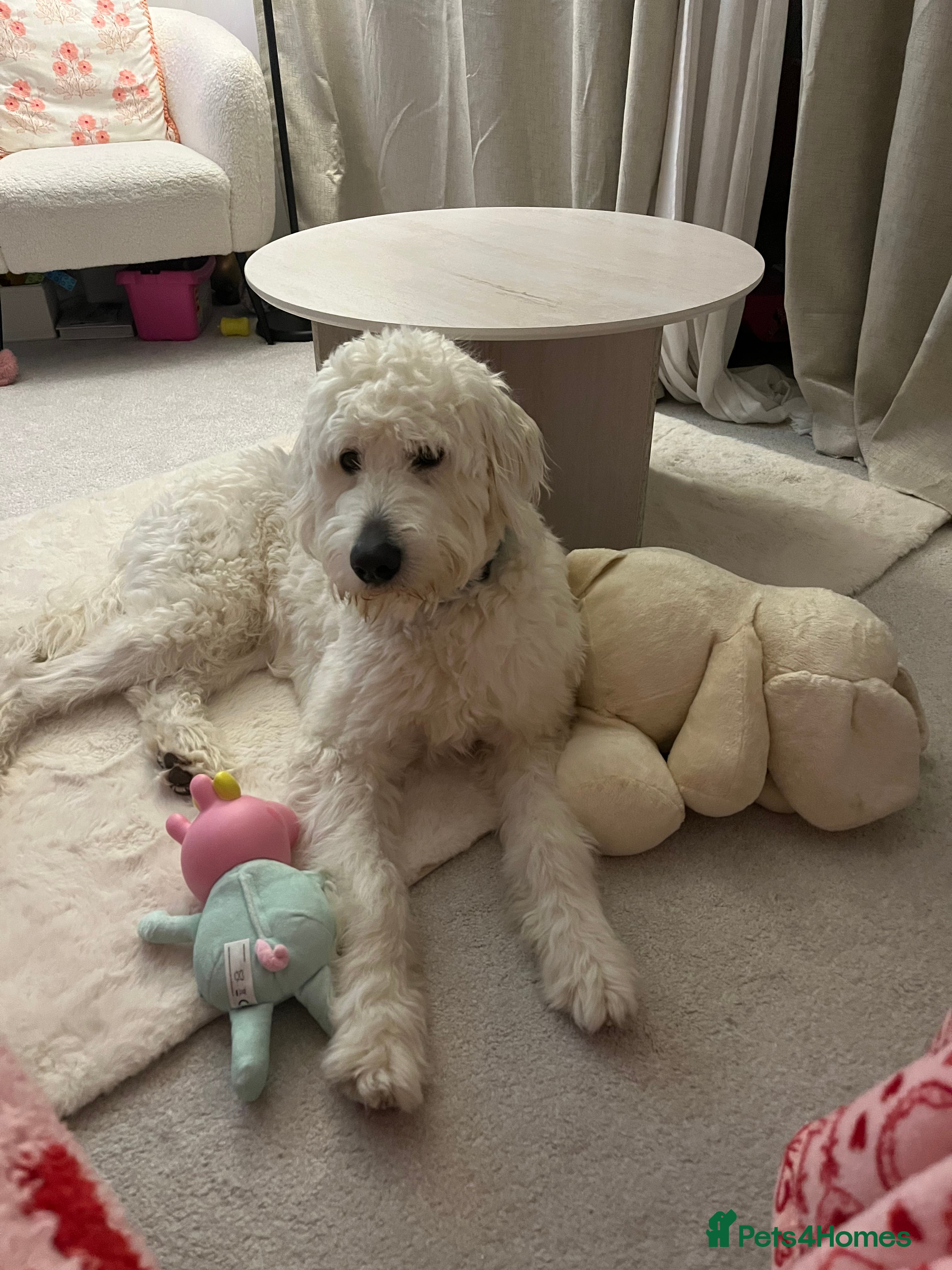 Goldendoodle dogs Goldendoodle male- Wolfie  - Advert 1