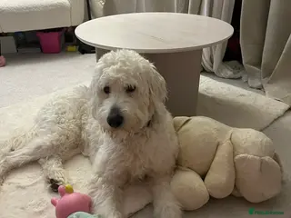 Goldendoodle dogs Goldendoodle male- Wolfie - Advert 1