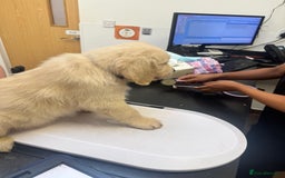 Golden Retriever dogs for sale: KC REG CHAMPIONSHIP BLOOD LINE BEAUTIFUL CREAM  - Image 1