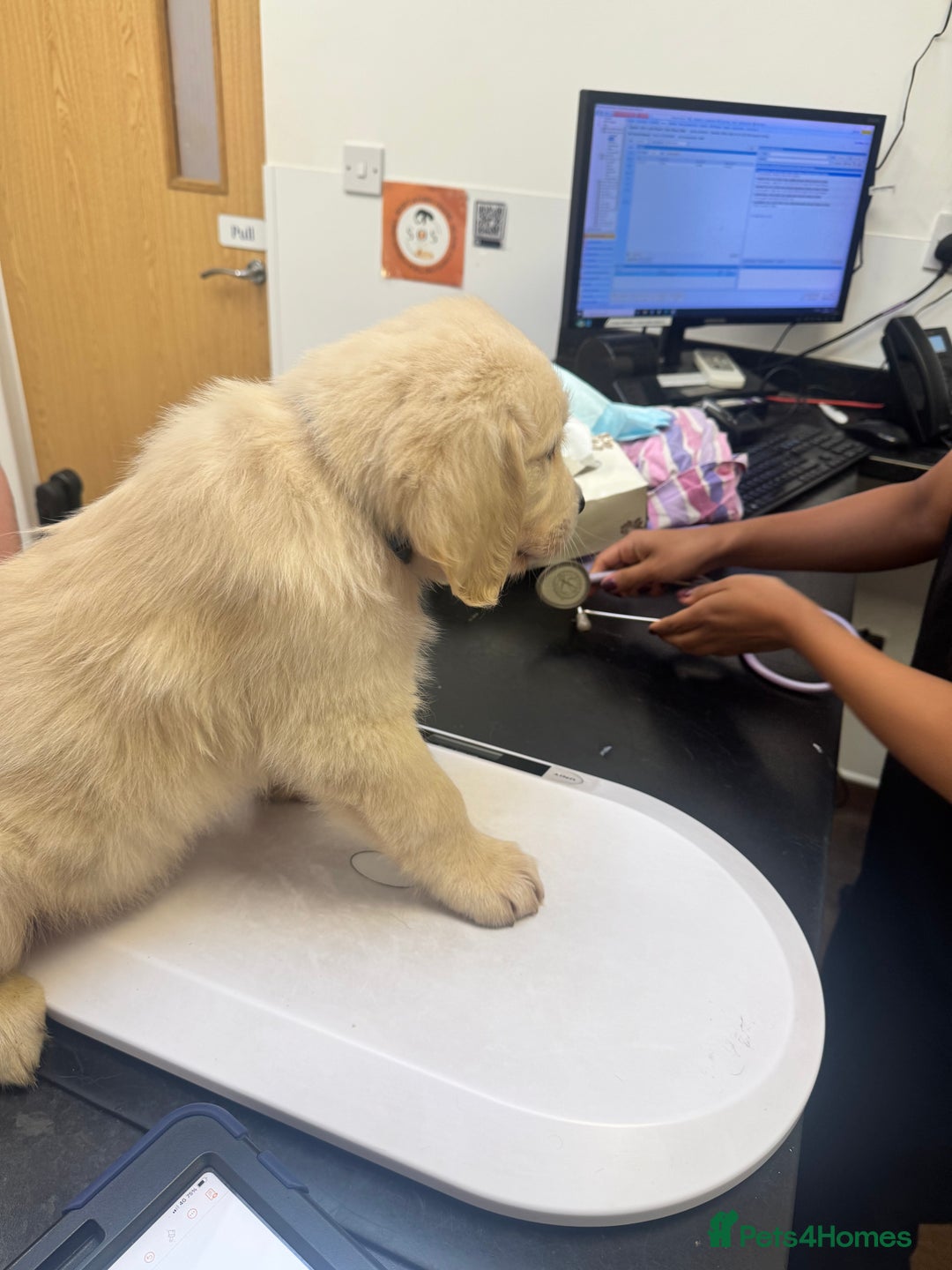 Golden Retriever dogs for sale: KC REG CHAMPIONSHIP BLOOD LINE BEAUTIFUL CREAM  - Image 1