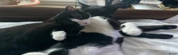 Domestic Shorthair cats for sale: Gorgeous Kittens Ready for their Forever Homes - Advert 6