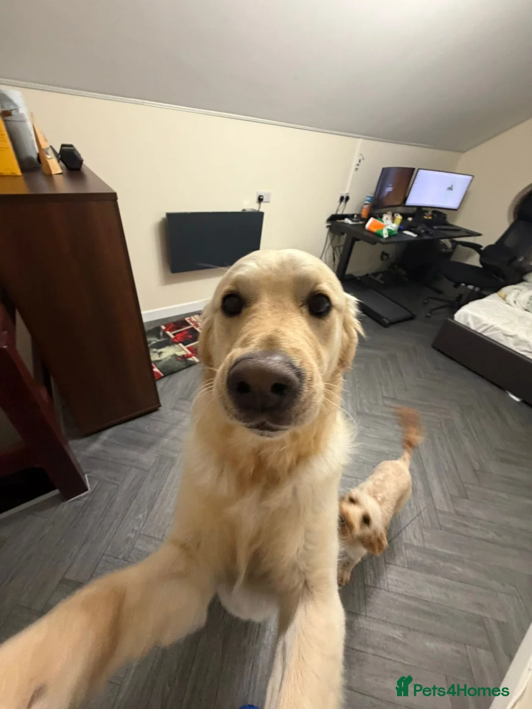 Golden Retriever dogs for sale: Meet 2 Yr old Arlo KC Registered Golden Retriever - Advert 3