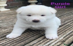 Japanese Akita Inu dogs for sale: Beautiful Japanese Akita Inu Puppies 2boys/2girls - Image 9