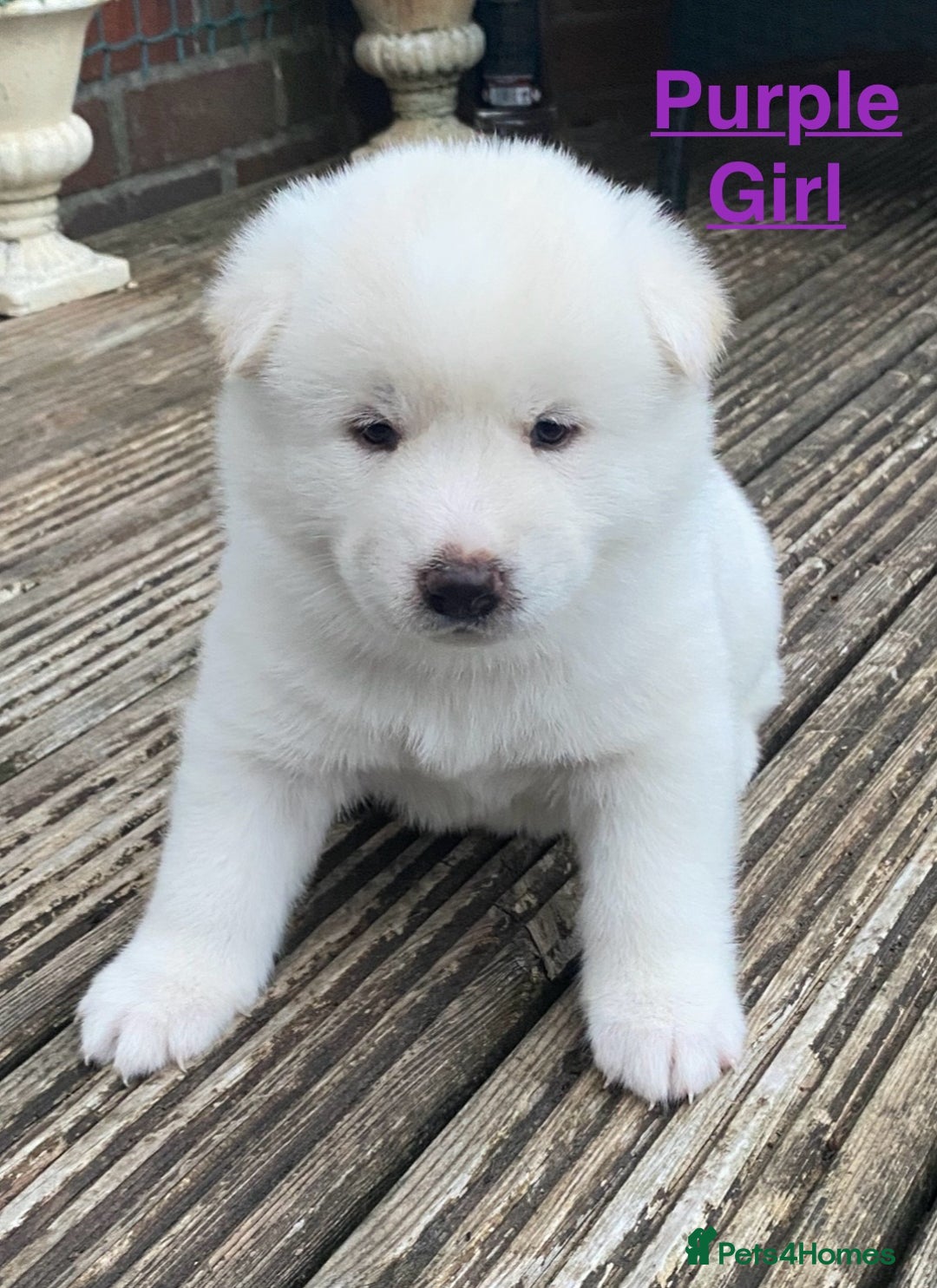 Japanese Akita Inu dogs for sale: Beautiful Japanese Akita Inu Puppies 2boys/2girls - Image 9