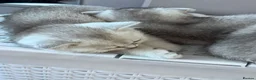 British Shorthair cats for sale: Kittens for sale  - Advert 8