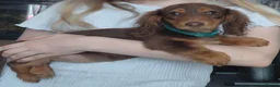 Miniature Dachshund dogs for sale: ✨️Beautiful Longhaired Minis✨️Lovely Temperments✨️ - Advert 8