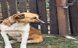 Mixed Breed dogs for adoption: BENNY - a faithful dog for a Loving Home - Image 26