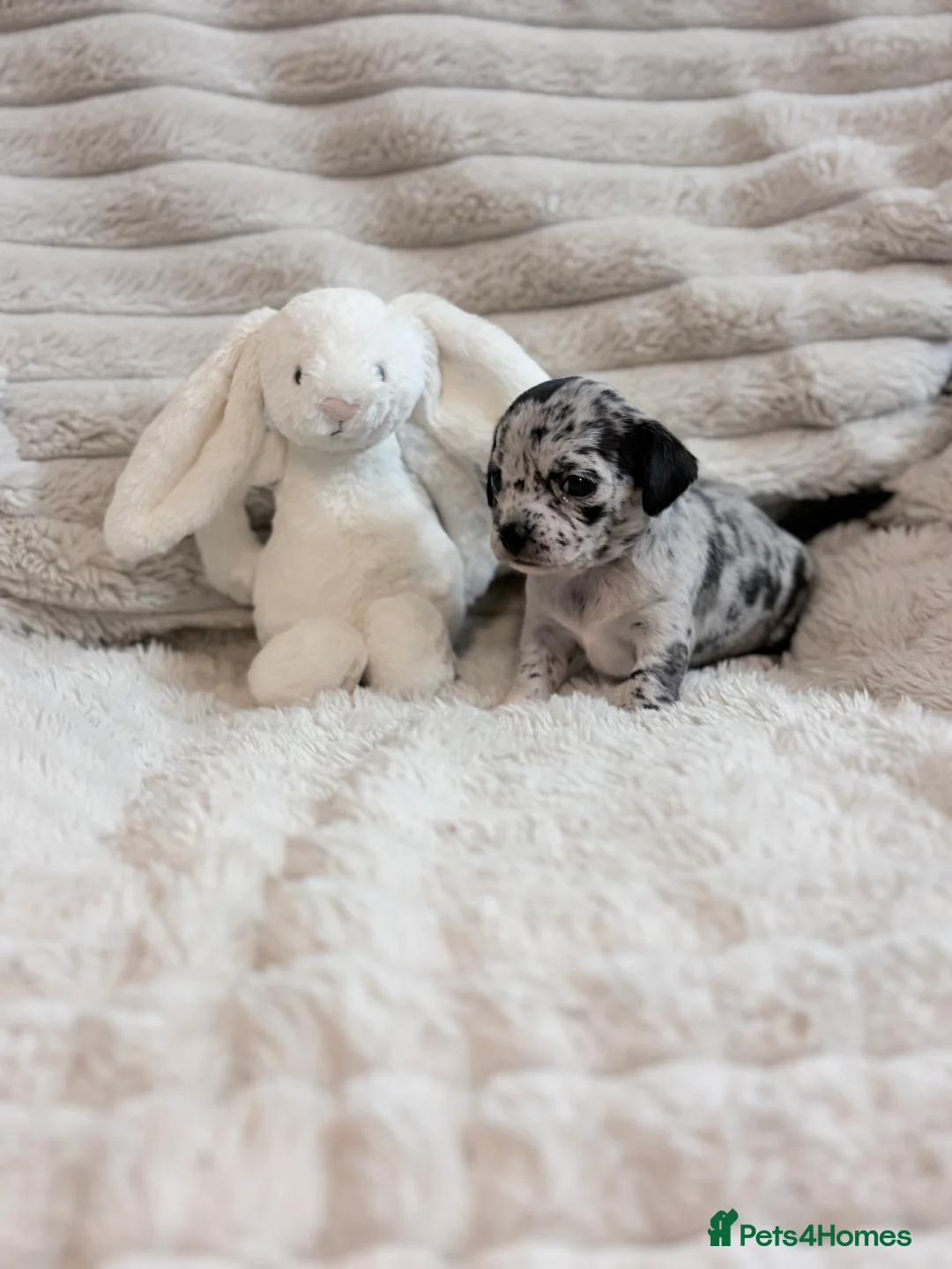Chihuahua dogs for sale: 3 stunning tiny female merle chihuahuas - Advert 2