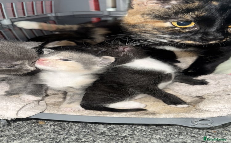 Mixed Breed cats - Advert 13