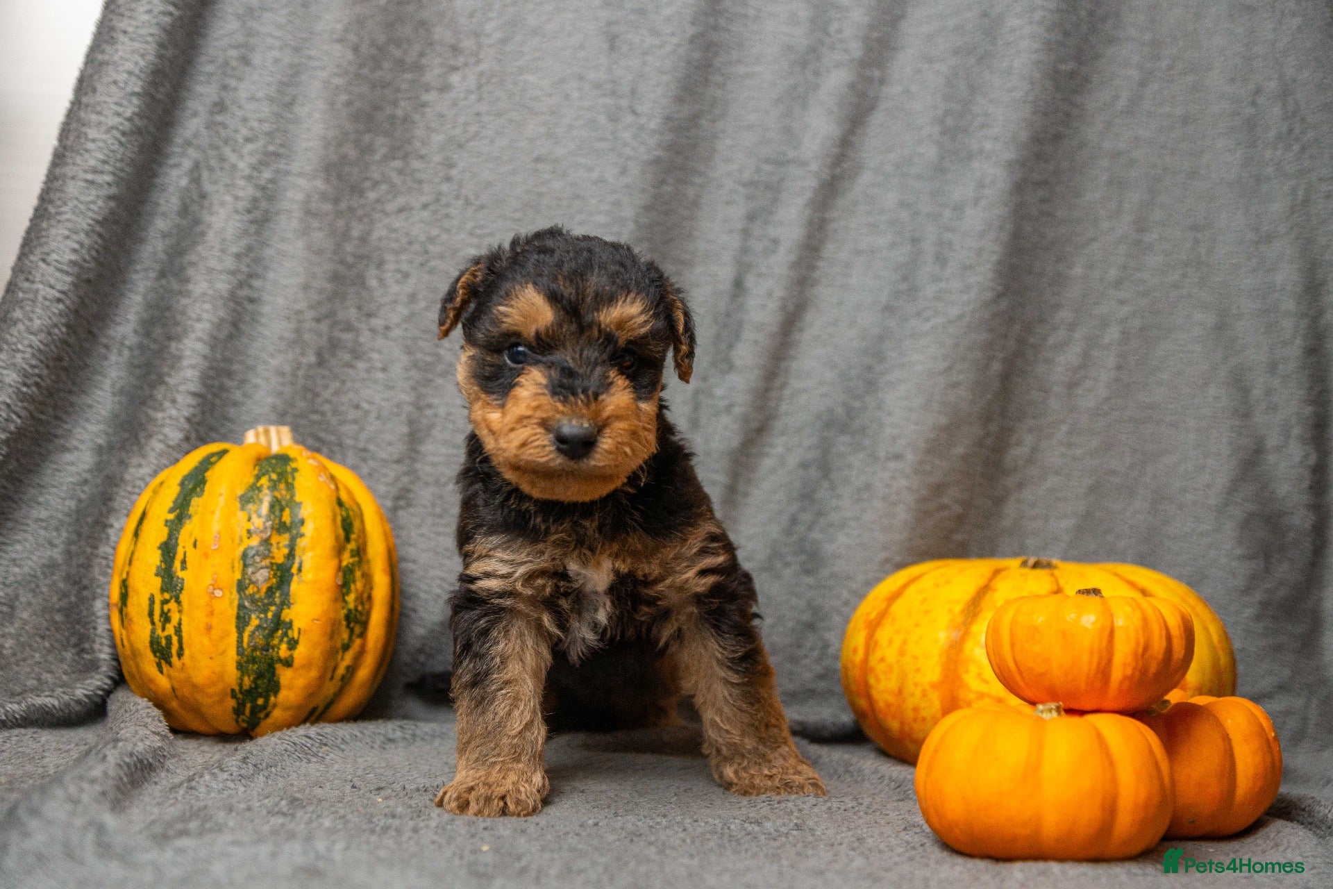 Airedale Terrier dogs for sale: ⭐️QUALITY KC AIREDALE TERRIERS PUPPIES⭐️ - Advert 1