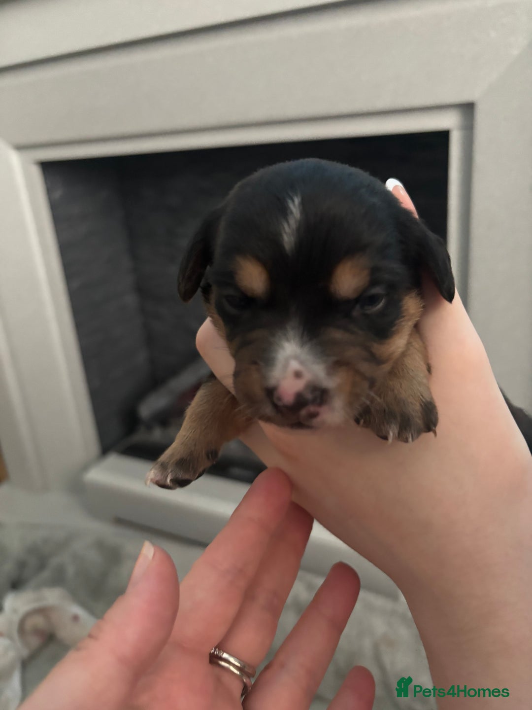 Mixed Breed dogs for sale: Jug and miniature dachshund mix pups - Image 15