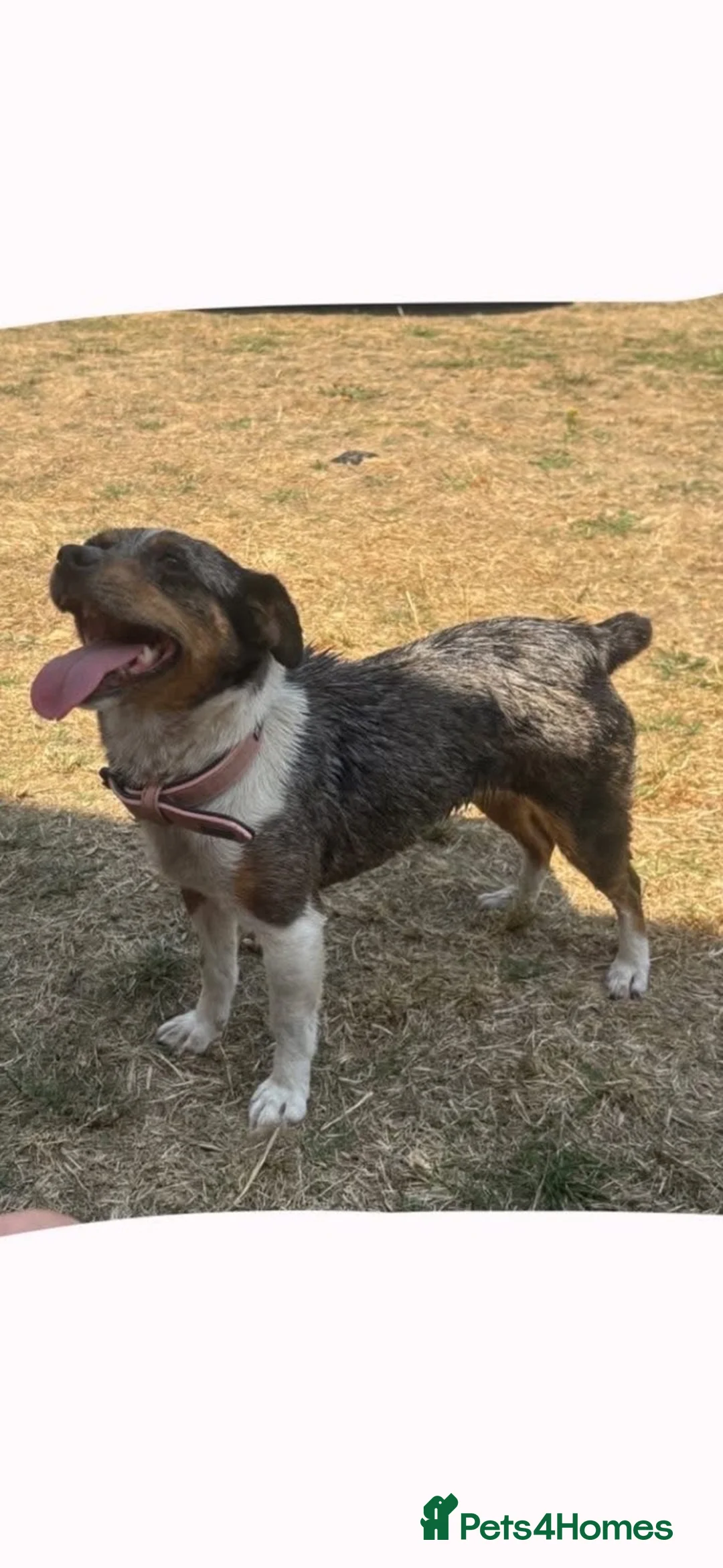 Jack Russell dogs for sale: Jack Russell  - Advert 2