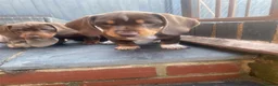 Miniature Dachshund dogs for sale: STUNNING Mini Dachs 🩶 🤎 - Advert 7