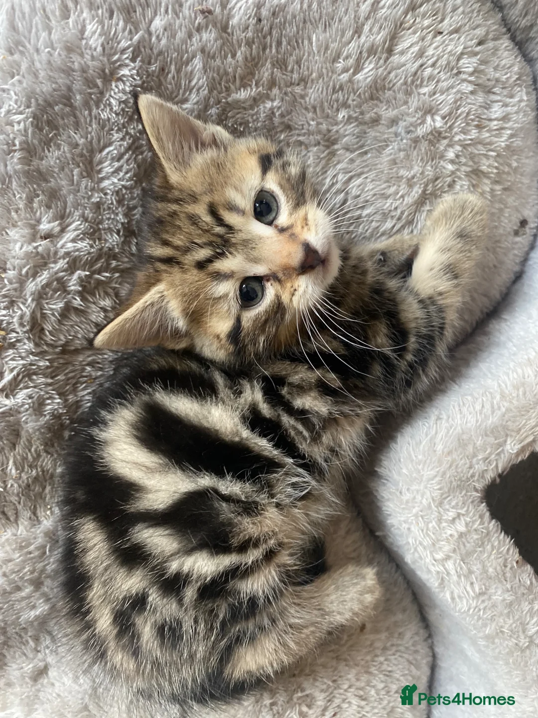Mixed Breed cats for sale: 🐾 Stunning 8 week old kittens 🐾 - Advert 2