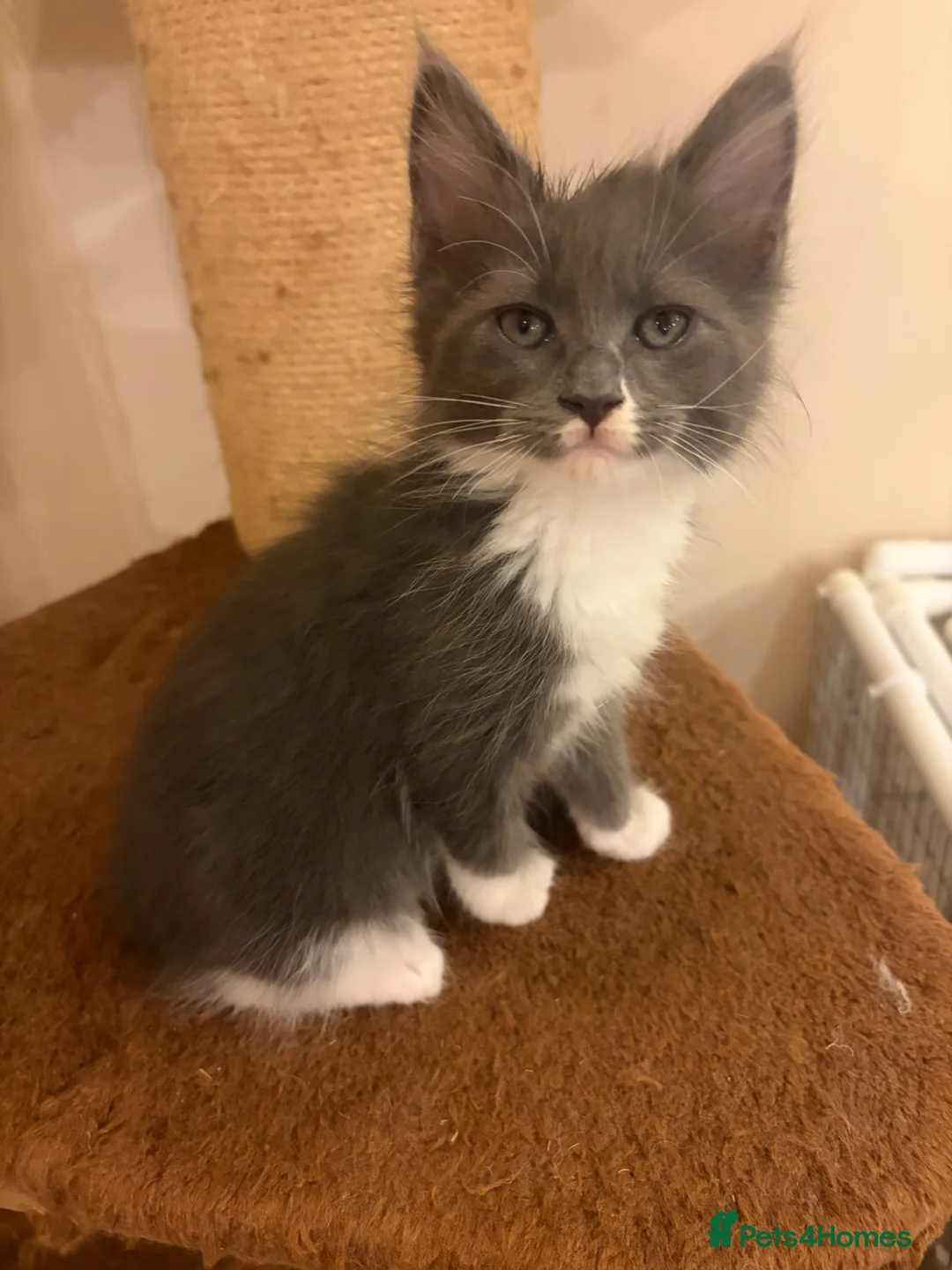 Maine Coon cats for sale: Female Maine coon - Advert 1