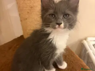 Maine Coon cats Female Maine coon - Advert 4