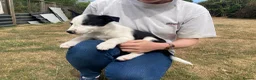 Smooth Collie dogs for sale: Collie Puppies - Advert 3