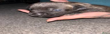 Mixed Breed 4