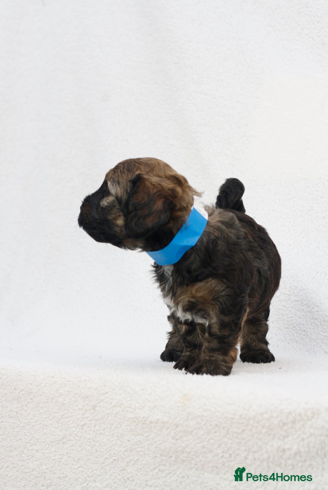 Mixed Breed dogs for sale: Havatoodle Pups - Image 4