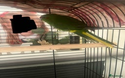 Parakeets birds for sale: Young kakariki - Image 2