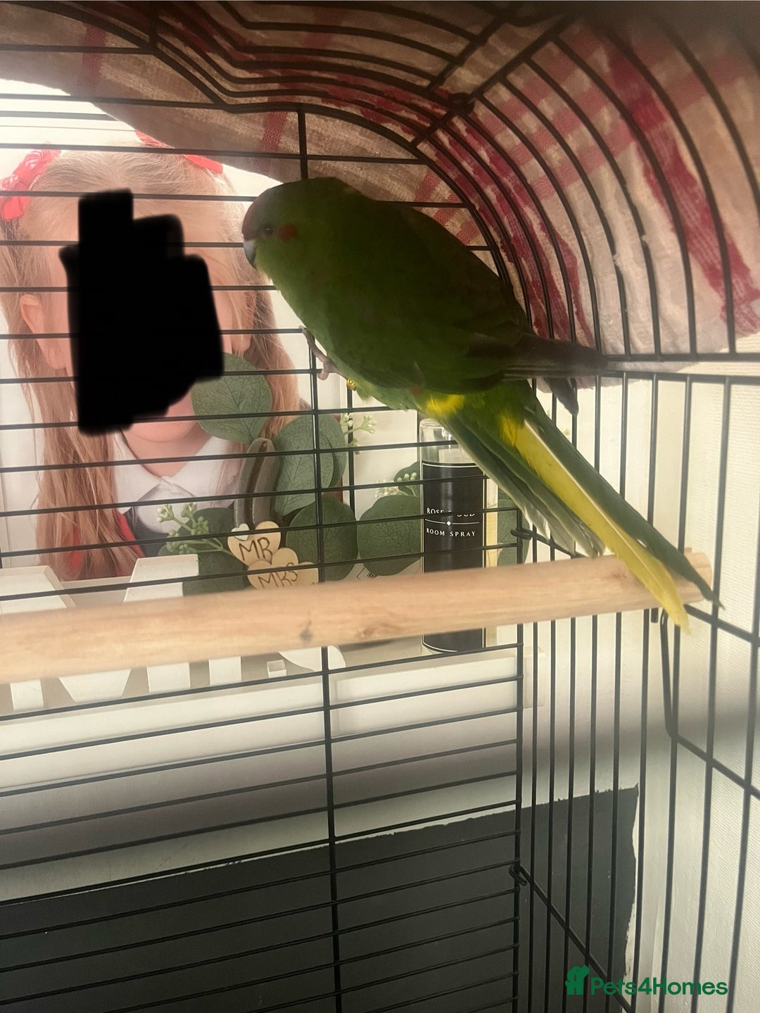 Parakeets birds for sale: Young kakariki - Image 2
