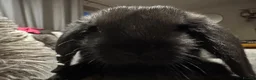 Mini Lop rabbits for sale: Pure Breed Mini Lop Babies  in Hailsham - Advert 19