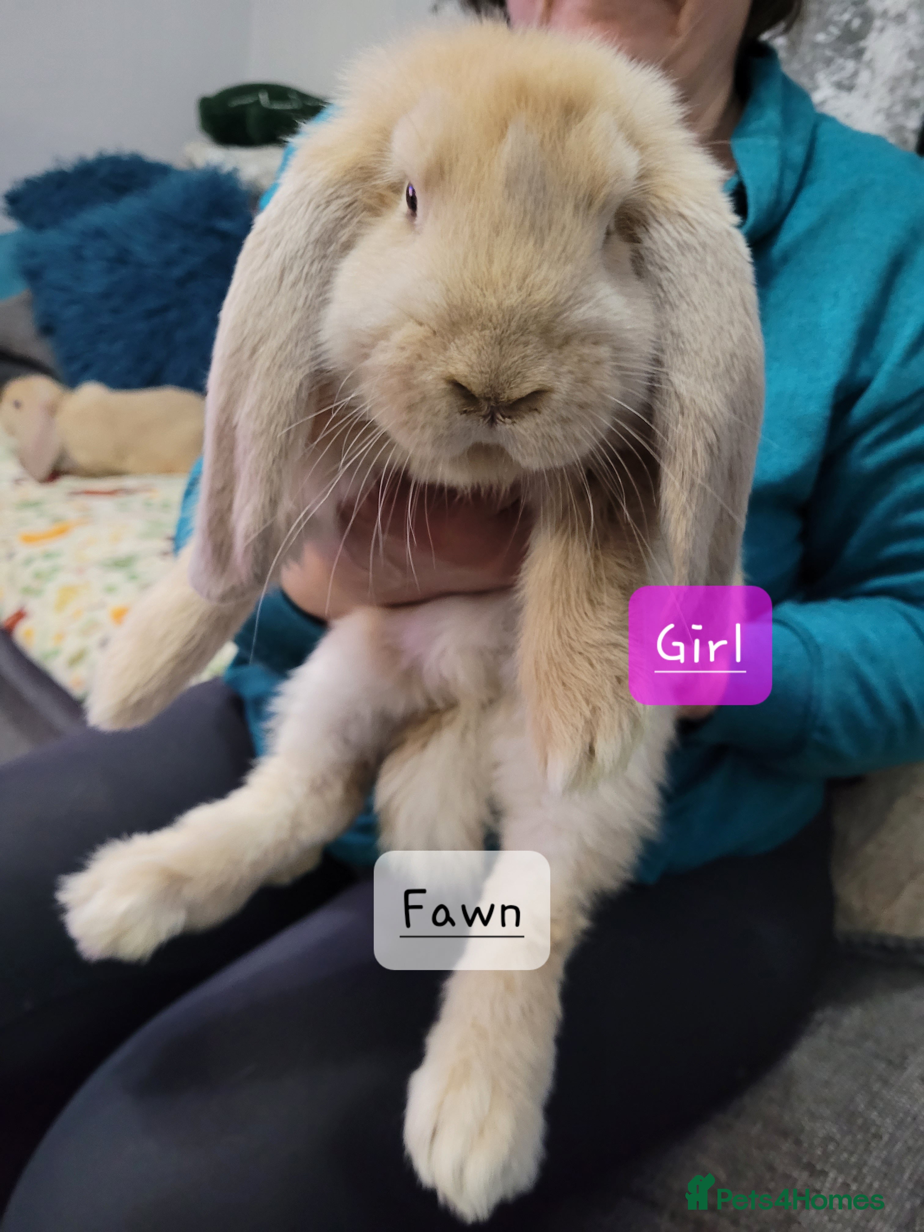 French Lop rabbits Pure Bred French Lop babies - Advert 2