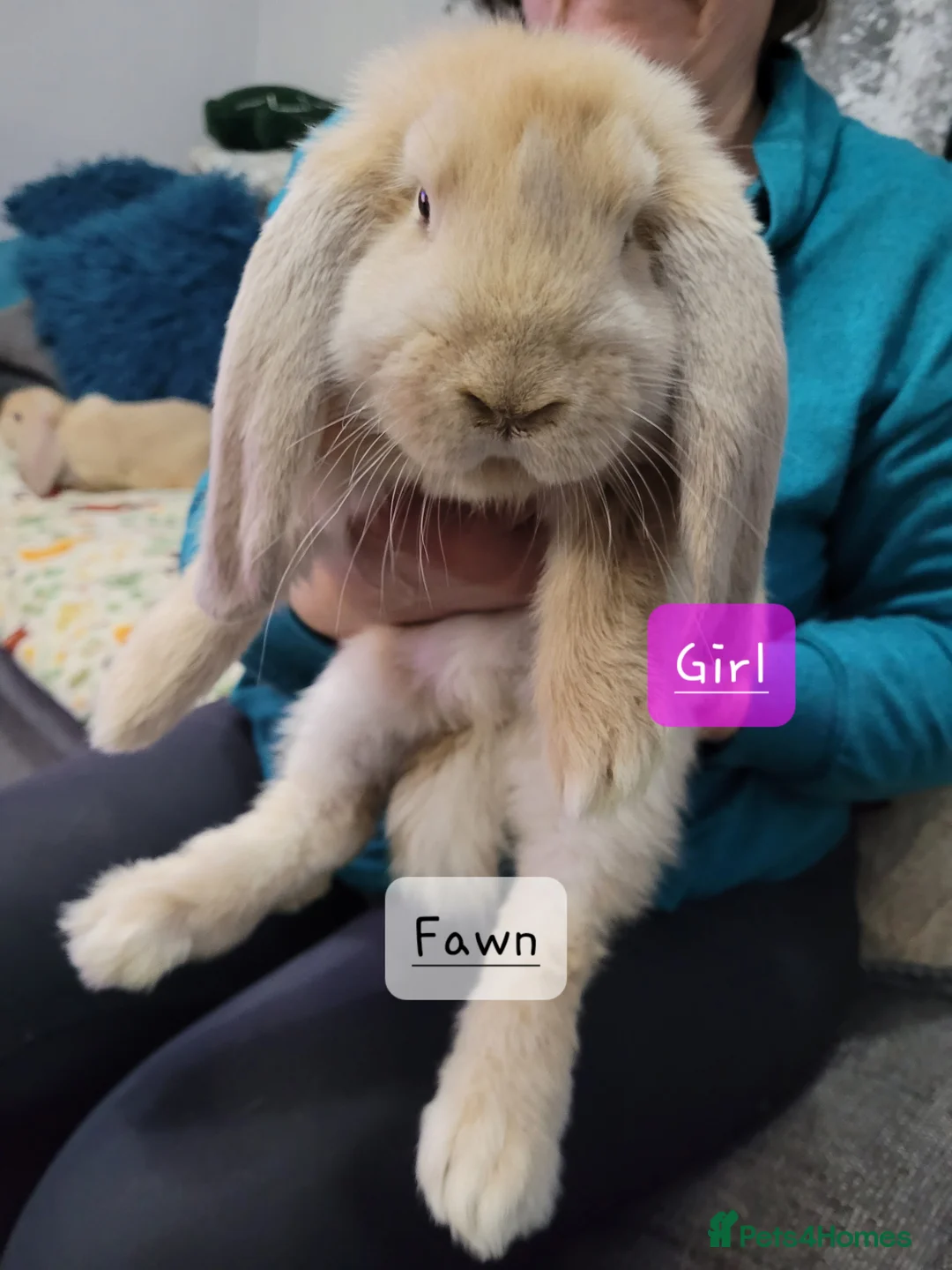 French Lop rabbits for sale: Pure Bred French Lop babies - Advert 4