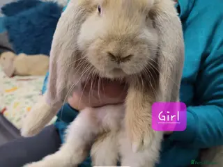 French Lop rabbits Pure Bred French Lop babies - Advert 18