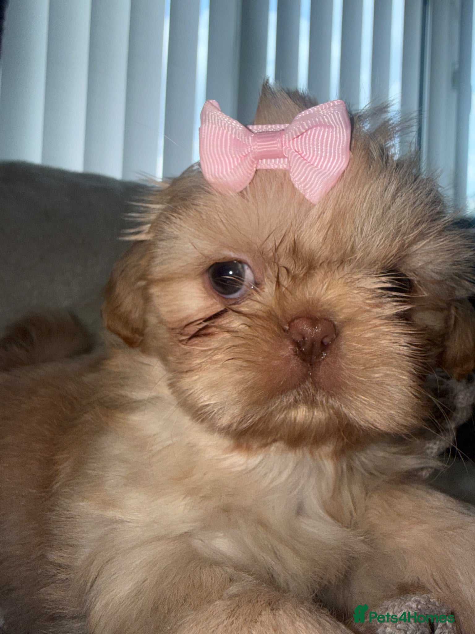 Shih Tzu dogs Imperial shin Tzu ready for new homes  - Advert 3