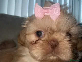 Shih Tzu dogs Imperial shin Tzu ready for new homes - Advert 3