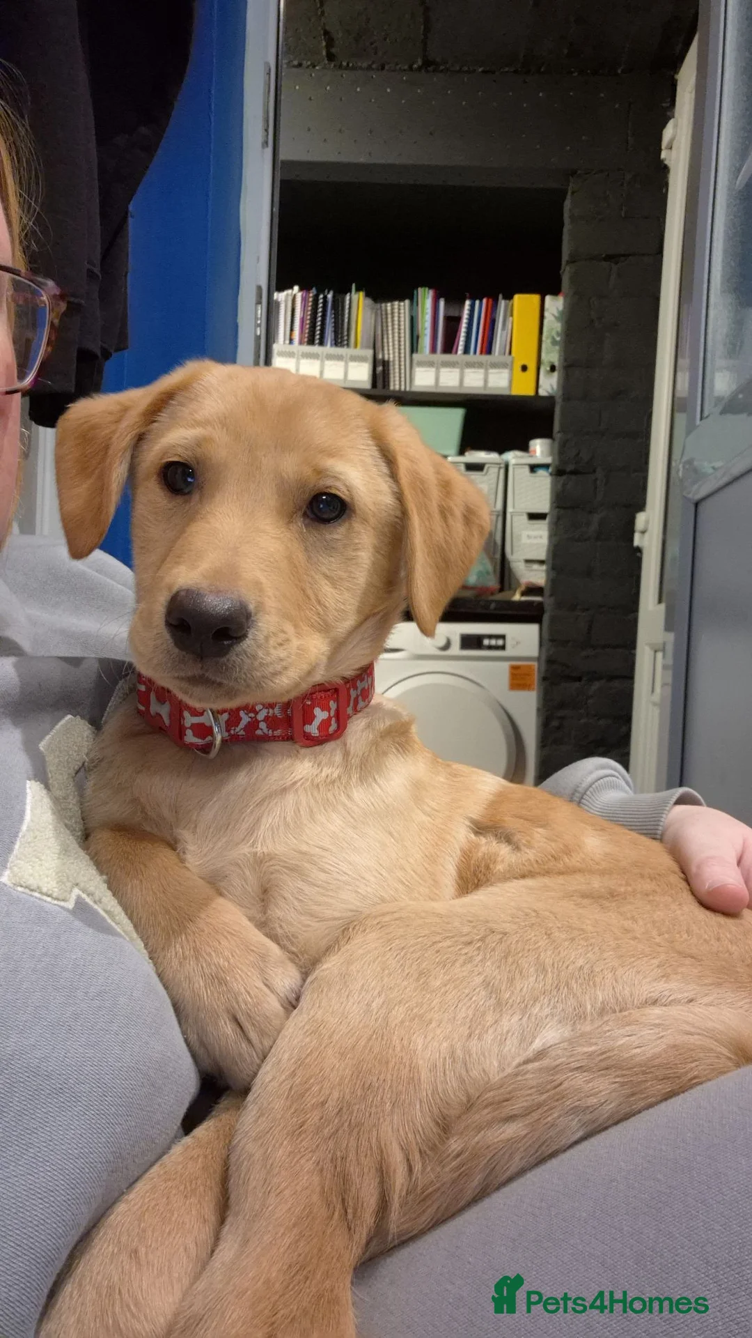 Labrador Retriever dogs for sale: Labrador for reluctant sale in Manchester - Advert 4