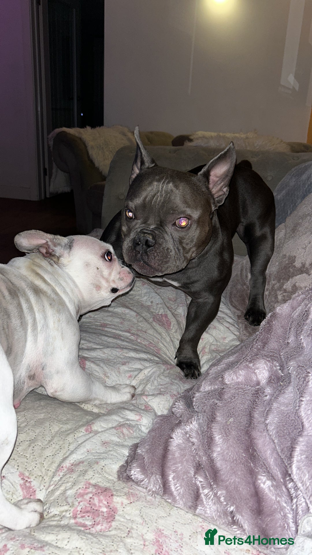 Mixed Breed dogs for sale: PEARL AND PAX - Advert 9