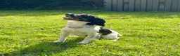 Cocker Spaniel dogs for sale: Tri coloured working cocker spaniel - Advert 3