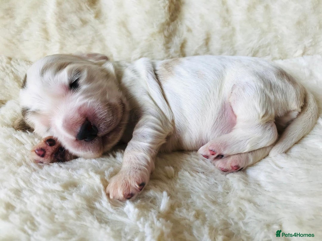 Cocker Spaniel dogs for sale: Show Type Health Tested, KC Reg puppies  - Image 11