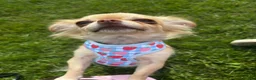 Chihuahua dogs for sale: Chihuahua for sale  - Advert 3
