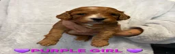 Cockapoo dogs for sale: 🌟F1 miniature health tested cockapoos🌟 - Advert 7