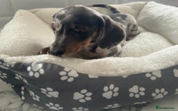 Miniature Dachshund dogs for sale: Miniature dachshund  - Image 7