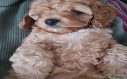 Maltipoo dogs for sale: Maltipoo pups - Image 8