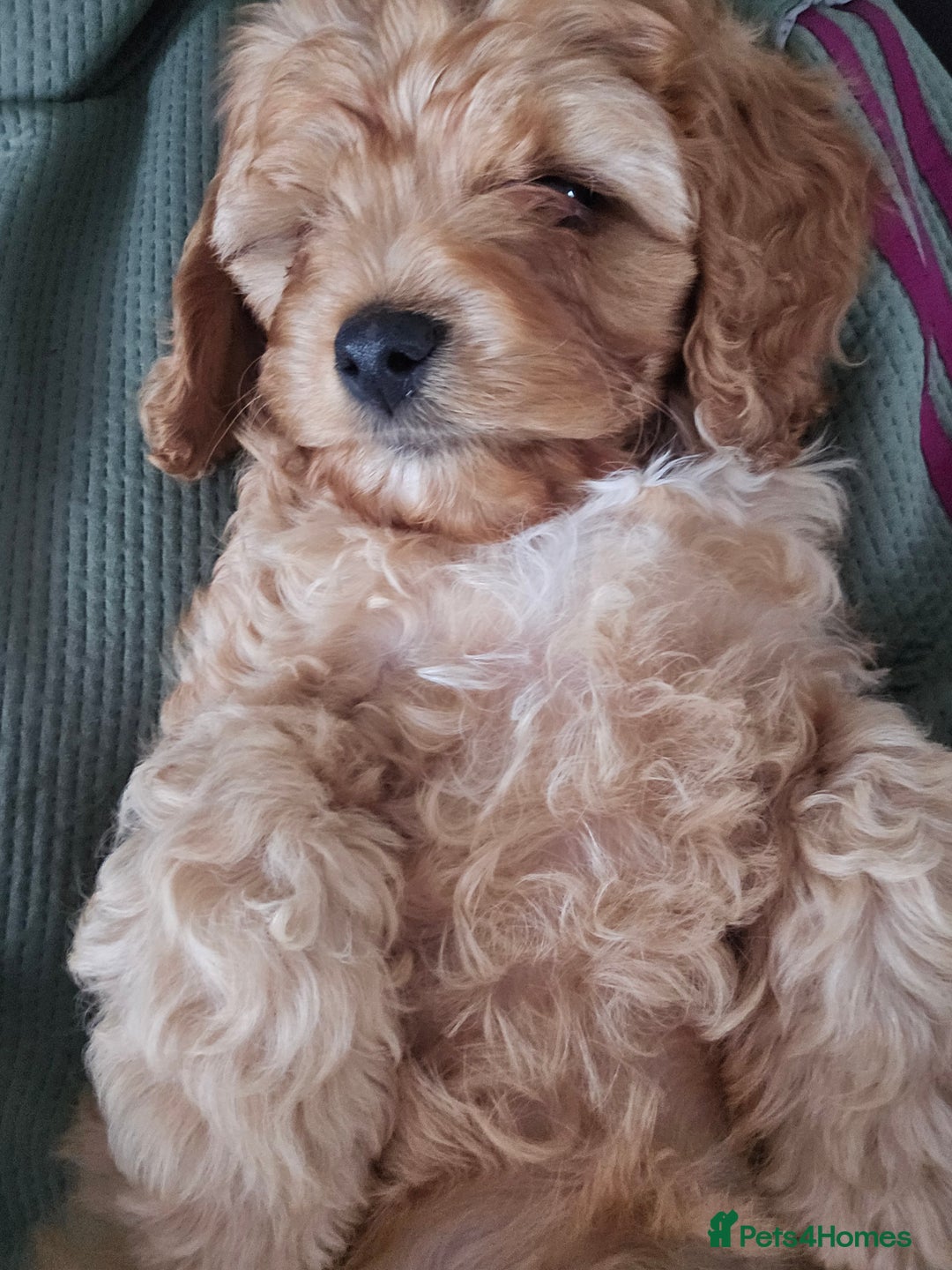 Maltipoo dogs for sale: Maltipoo pups - Image 8