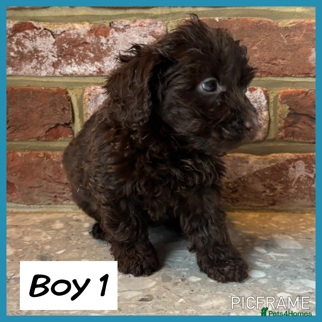 Cockapoo dogs for sale: 💙💗OUTSTANDING F1B COCKAPOOS💗💙 ready 16th jan - Advert 5