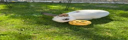 Mixed Breed rabbits for sale: Mixed breed rabbit for sale in Crewe - Advert 3