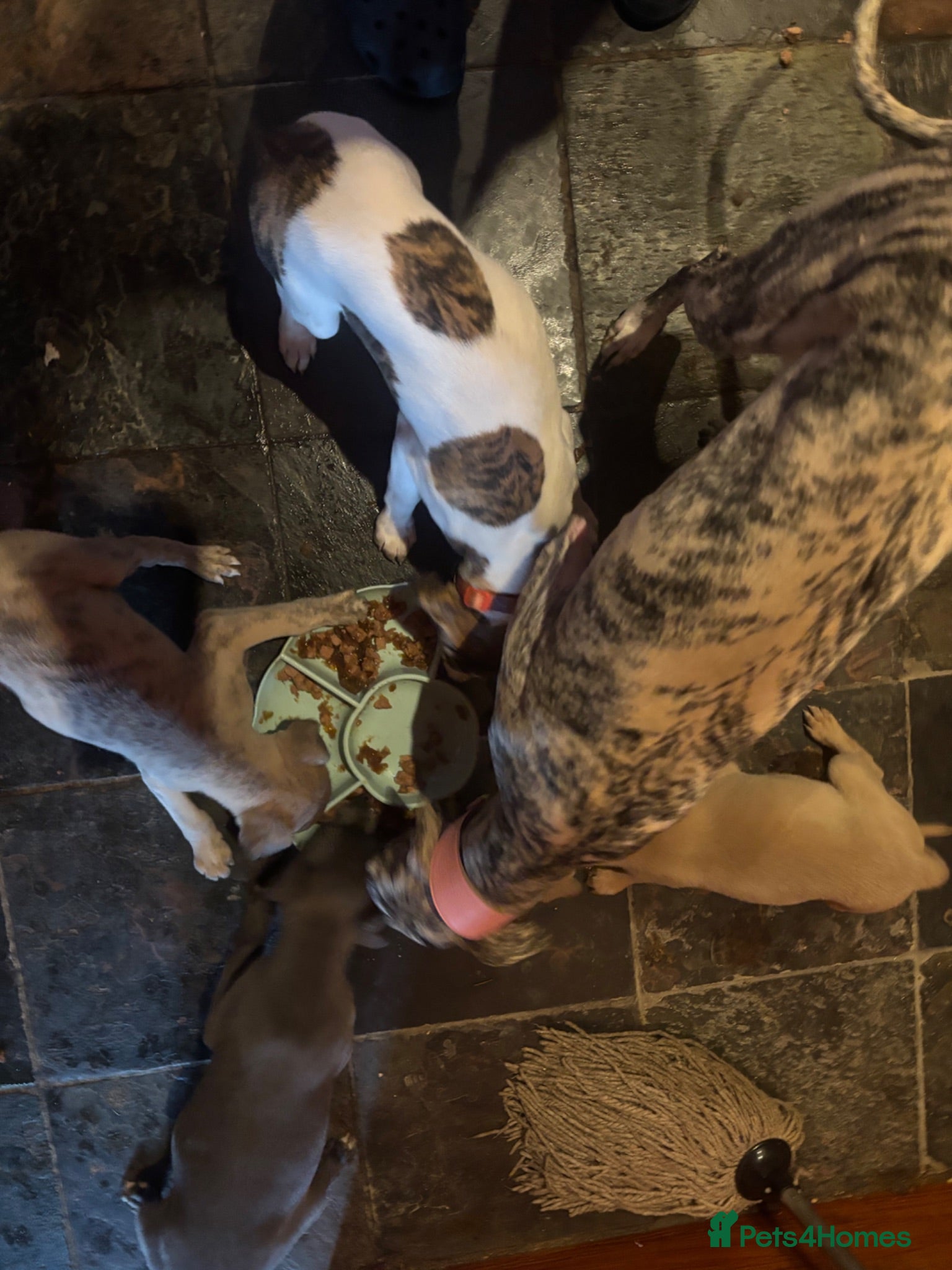 Whippet dogs EUROPEAN KC BRINDLE WHIPPET - Advert 1